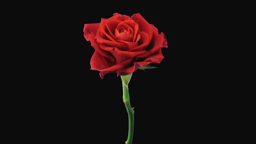 Download rtpos your loved lyrics